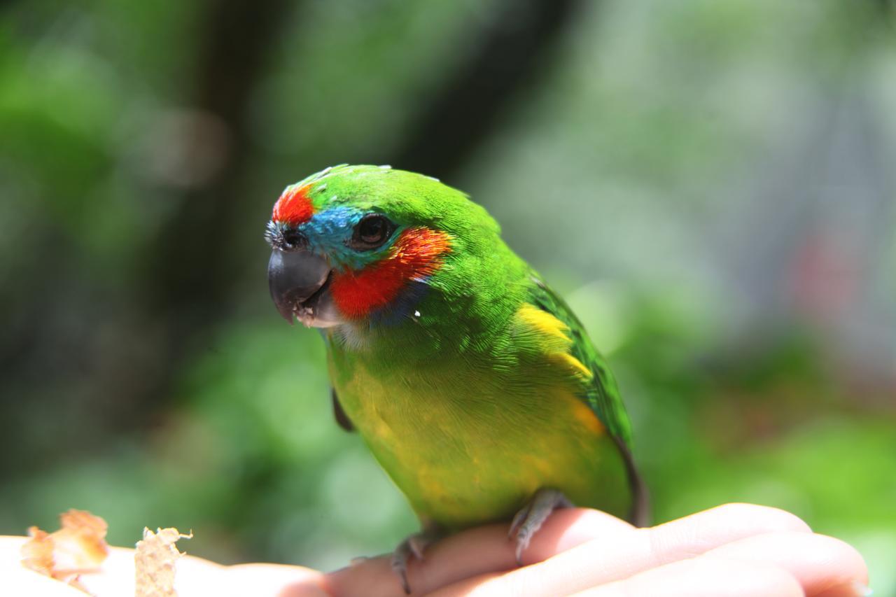Kuranda Ngorongoro Lodge Buitenkant foto