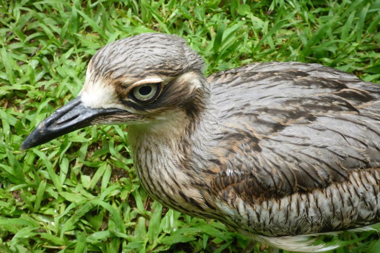 Kuranda Ngorongoro Lodge Buitenkant foto